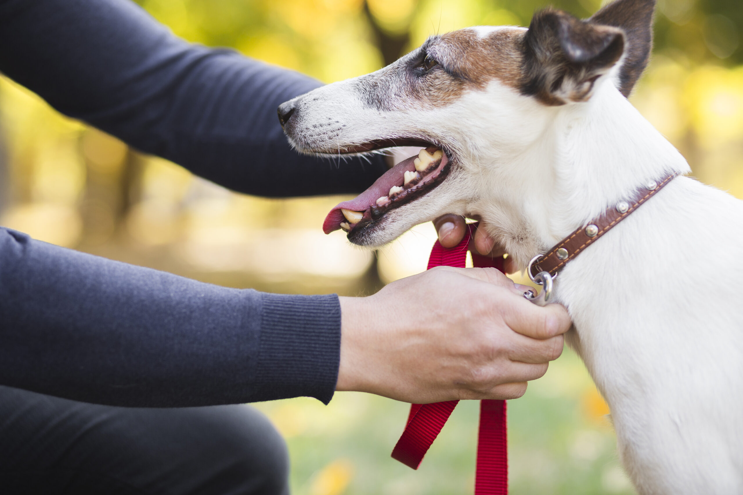 Perro en sesión de adiestramiento canino