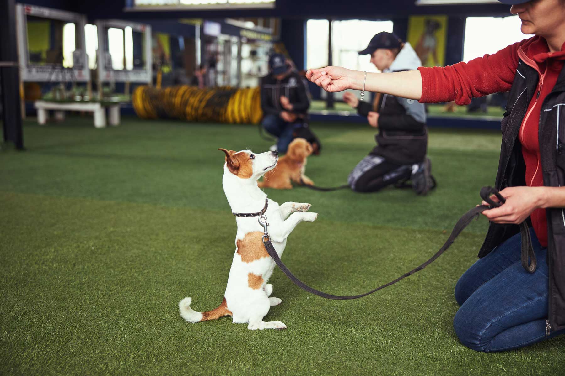 adiestramiento de perro